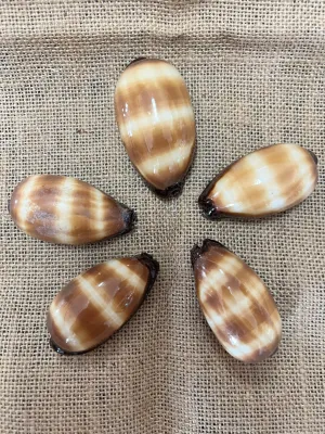 Chocolate Banded Cowrie 2-2.5"